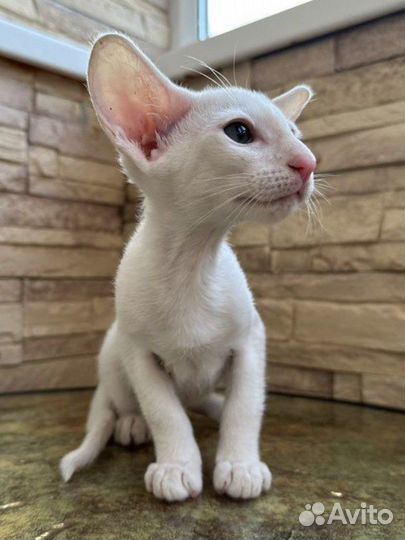 Ориентальные котята