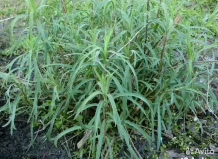 Мелиса,тархун,цукини