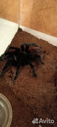 Паук птицеед