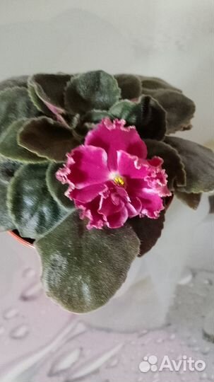 Фиалки сортовые цветущие