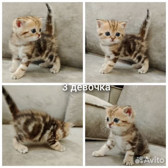 Шотландские котята