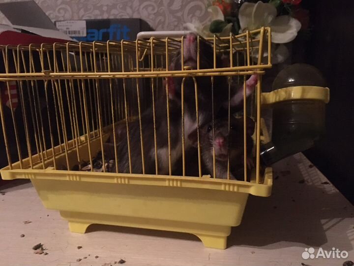 Крыски дамбо