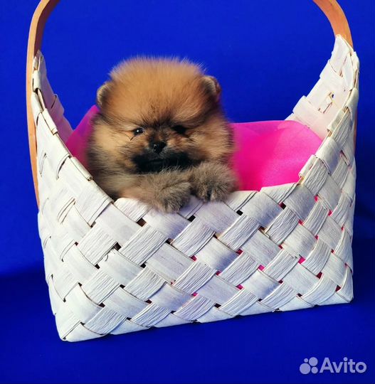 Шпиц с документами