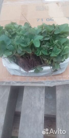 Рассада клубники Чёрный принц, Клери, Привоз 28.05