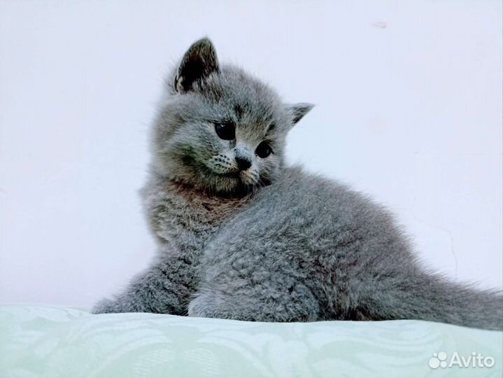 Британские котята