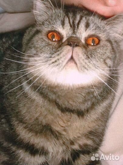 Кот даром Экзот