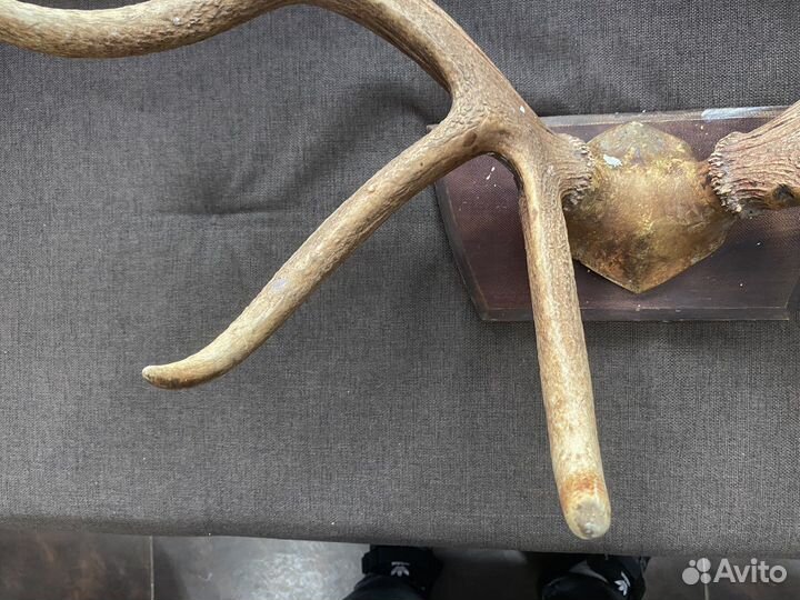 Рога оленя (Марал)