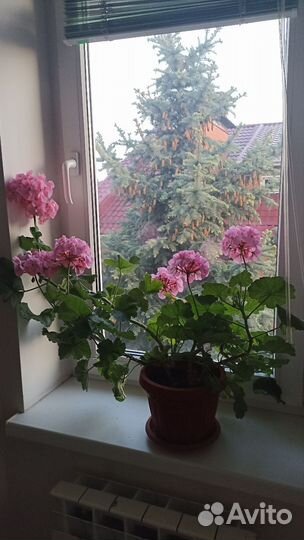 Комнатные цветы