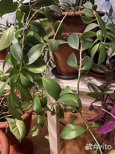 Эсхинантус красный