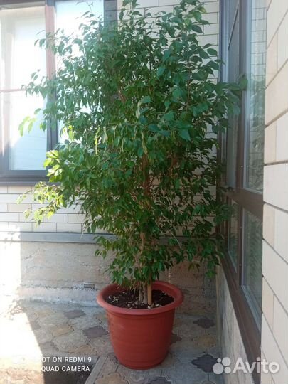 Бенджамина