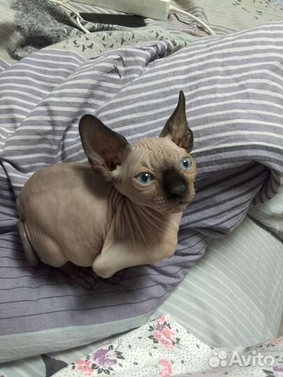 Котята Канадского сфинкса