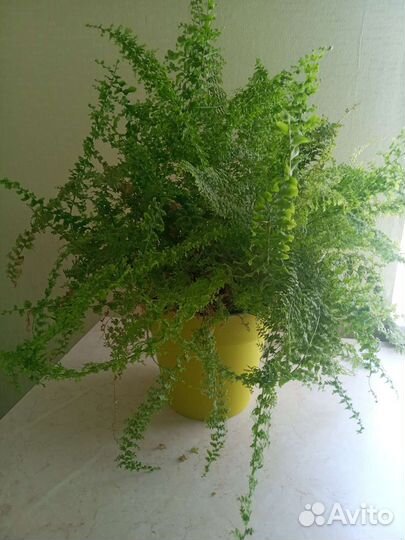 Папоротник кудрявый