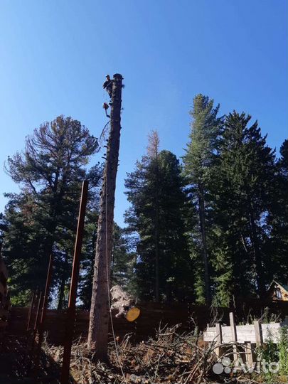 Спил деревьев