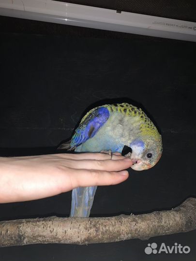 Попугай Пиррура, Розелла, Корелла