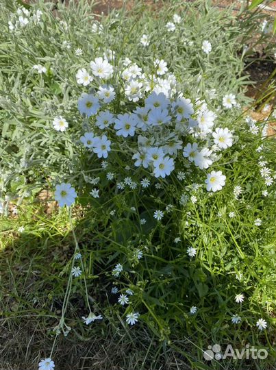 Многолетние садовые цветы