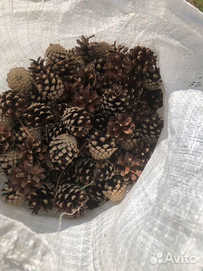 Шишки сосновые