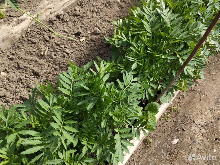 Рассада бархатцы