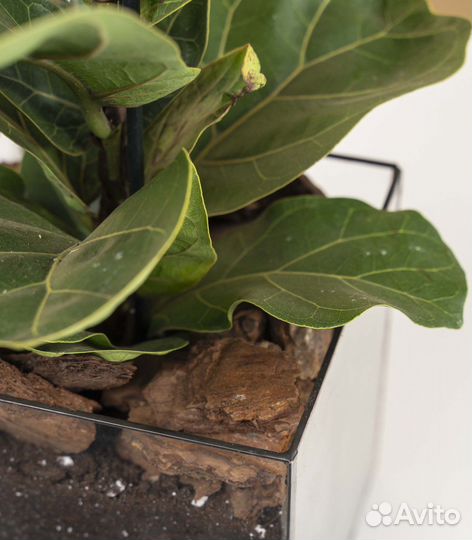 Растение фикус лирата