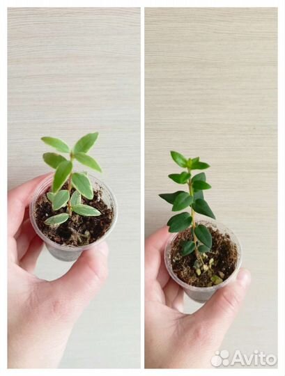 Мирты и семейство миртовых