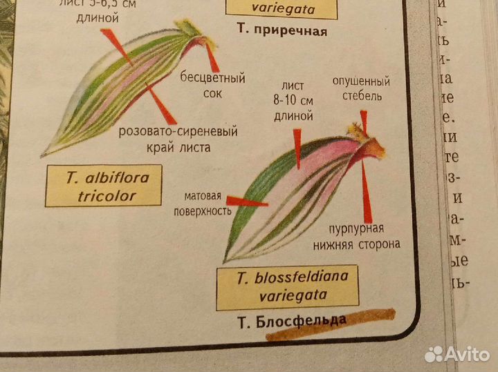Традесканция blossfeldiana