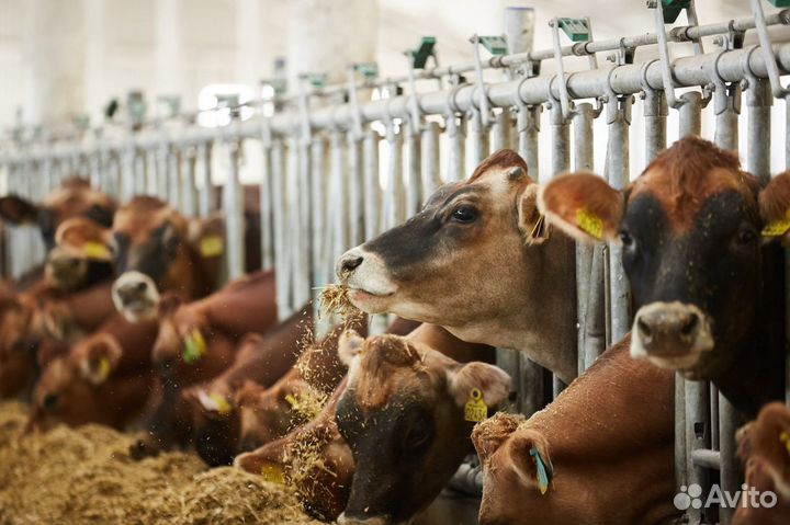 Племенные нетели Джерсейской породы (Джерси)