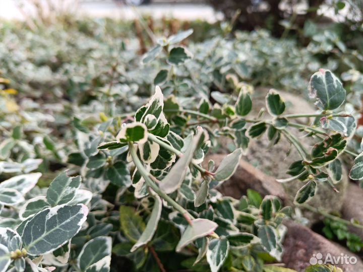 Бересклет форчуна арлекин (ползучий)