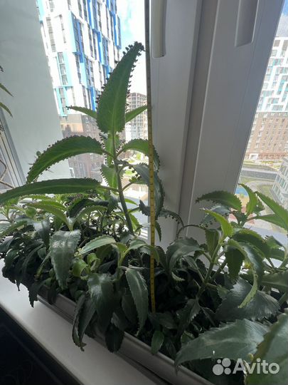 Каланхое лечебное
