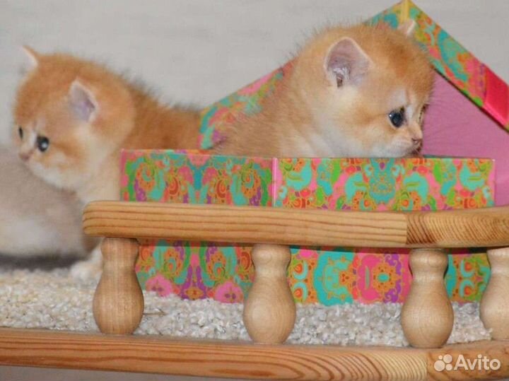 Котята британской золотой шиншиллы