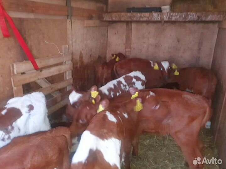 Телята бычки тёлки бесплатно доставка