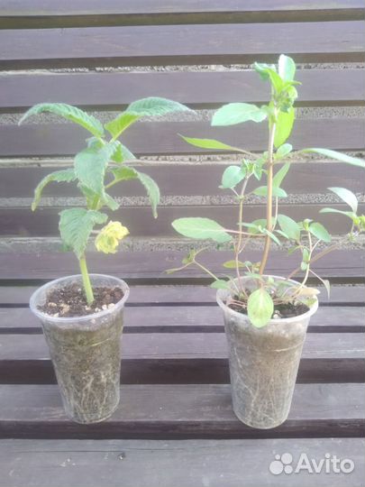 Рассада ароматных трав