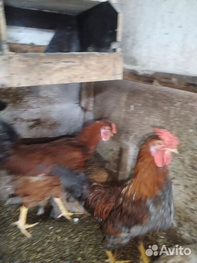 Молодые петух домашние