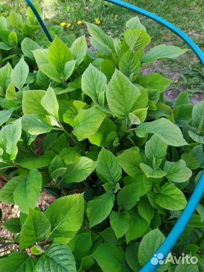 Декоративные кустарники. Лианы