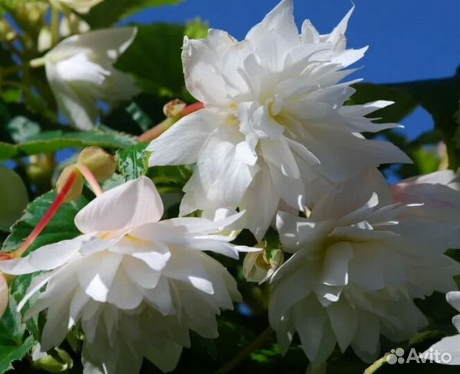 Бегония белекония белая