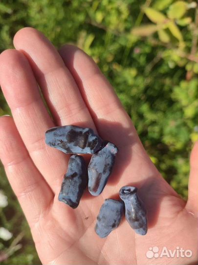 Жимолость облепиха ежевика крыжовник