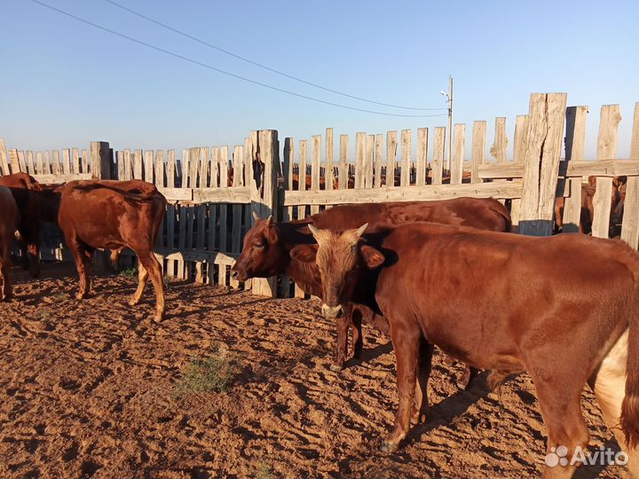 Бычки и телки