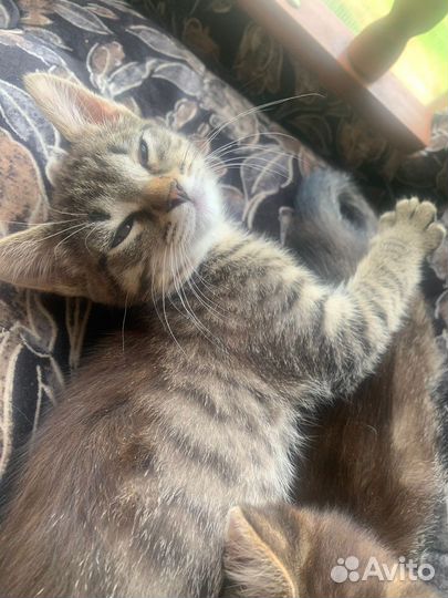 Котята бесплатно