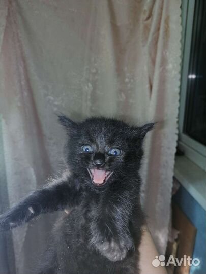 Кошка в дар