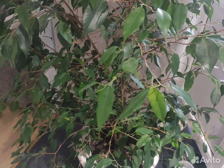 Фикус, Драцена