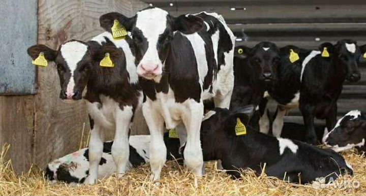 Холмогоры Голштины Бычки и Тёлки