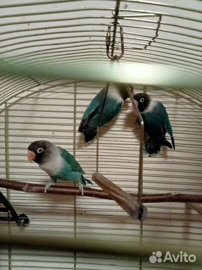 Обмен или продажа попугаев