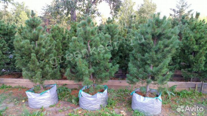 Саженцы Сибирского Кедра 130-170см