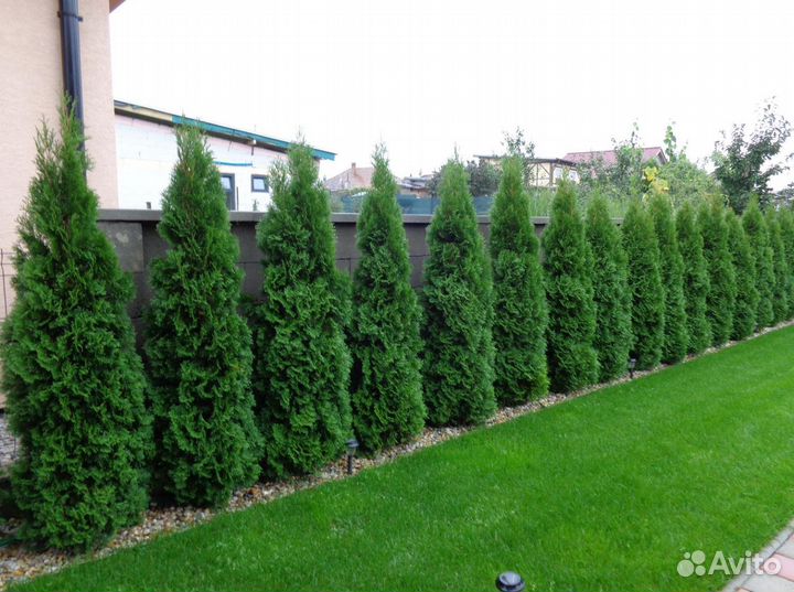 Живая изгородь из туи