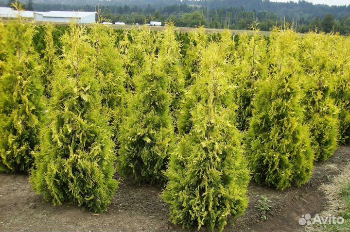 Туя западная 