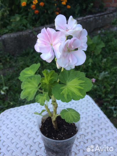 Пеларгония / герань разные сорта