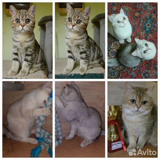 Британские котята