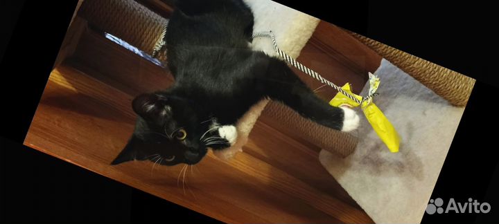 Черный кот в белых носочках,бесплатно