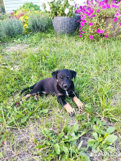 Щенки бесплатно в добрые руки