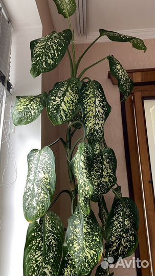 Диффенбахия