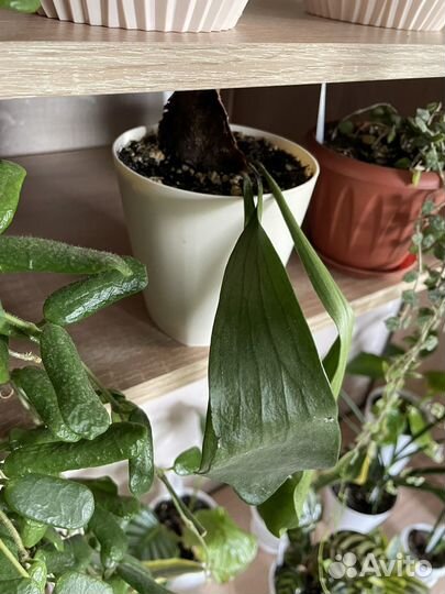 Папоротник платицериум олений рог