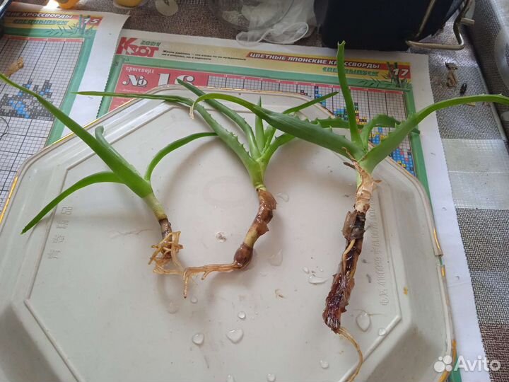 Алоэ столетник лечебный